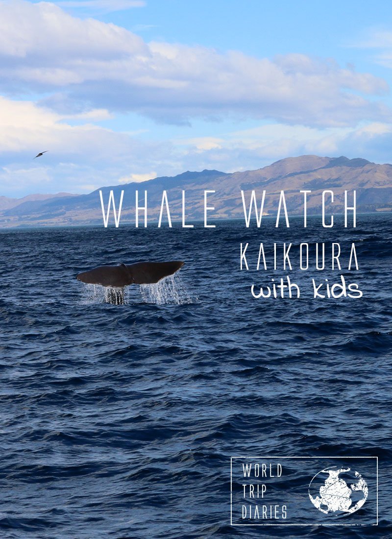 Whale watching is one of the most exciting moments in ones' life! Whale Watch Kaikoura, NZ, was a perfect family activity! Click to read more! #kaikoura #whalewatch #newzealand #visitnz #familytravel