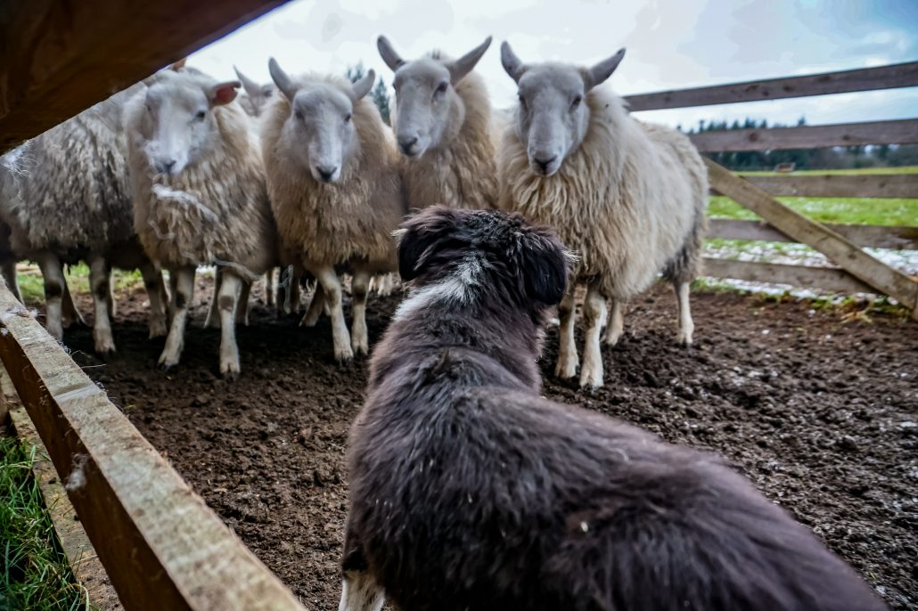 A border collie looking away with 4 sheep staring at it - sheep bearding in Dublin, Ireland