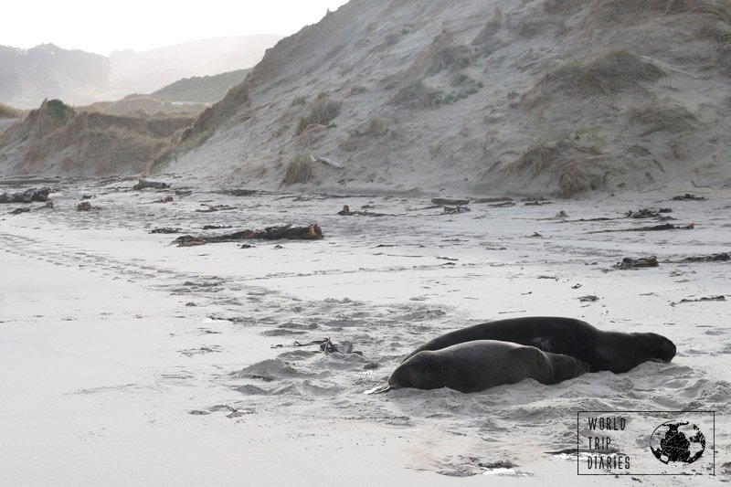 To see sea lions resting, playing, and just chilling, Sandfly Bay in Dunedin (NZ) is the place!