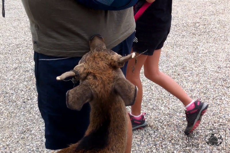 nara deer