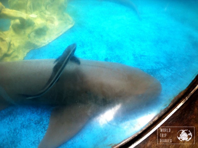 shark tamar salvador brazil