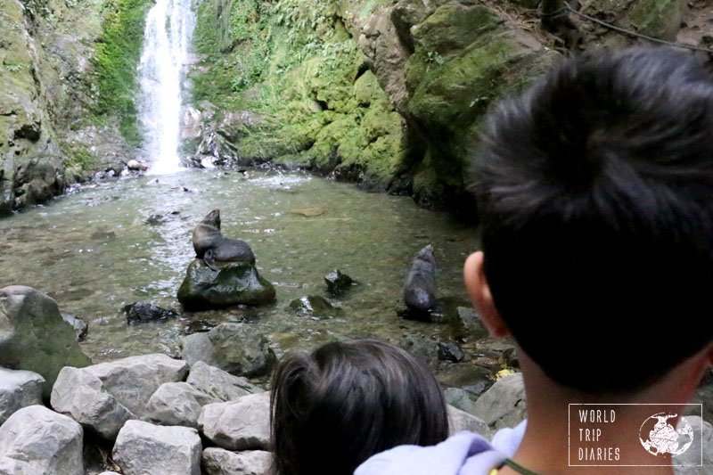 kaikoura fur seal 