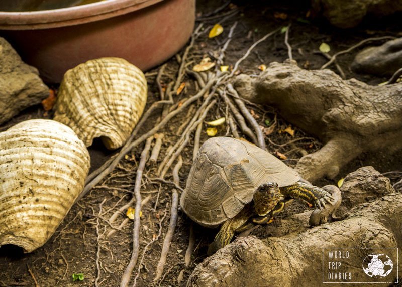 The hostel we were staying in Leon, Nicaragua, had pet turtles. They were cute and made the kids' days. They would often run around the hostel with the turtles - yes, they were all around.