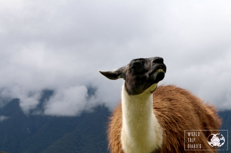 llama machu picchu peru