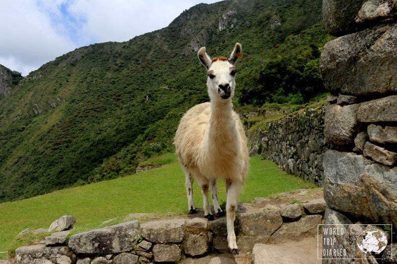 A white llama walking over a rocky fence in Machu Picchu, Peru. Machu Picchu isn't just ruins. It's llamas. I wouldn't need another reason to visit it. 