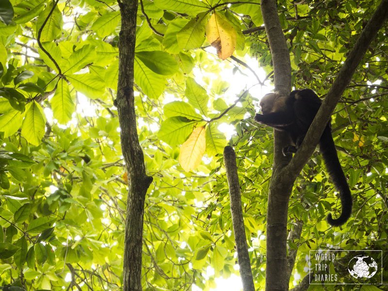 Nicaragua and Costa Rica have their monkeys. We didn't see any in Nicaragua, but in Costa Rica we did - and a lot.