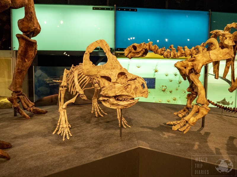 A baby Triceratops skeleton in Melbourne Museum. It boasts a huge collection of dinosaurs, which is bound to enchant kids and grown-ups.