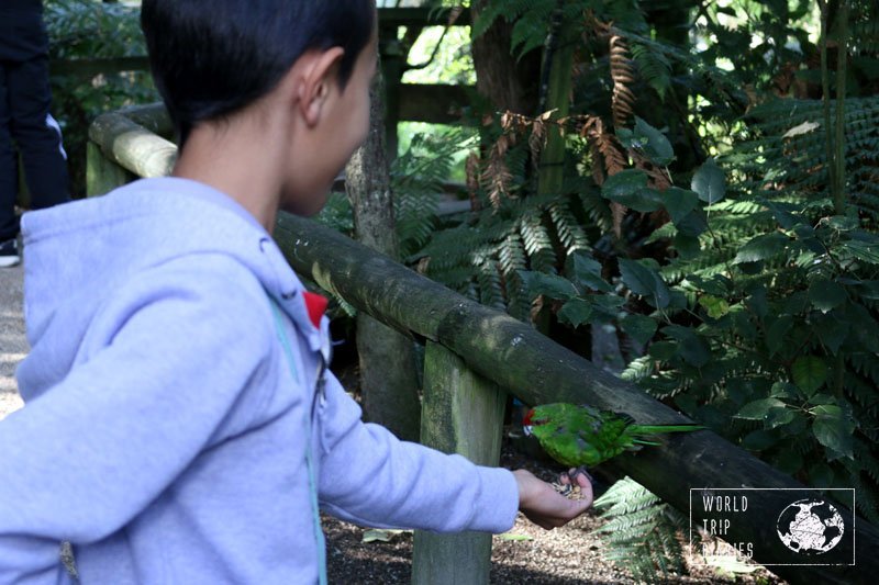 We visited Otorohanga Kiwi House (NZ) with kids and we share all about it! Click for more!