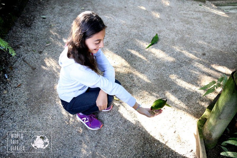 The kids had the chance to feed birds in their hands at Otorohanga Kiwi House, iin NZ