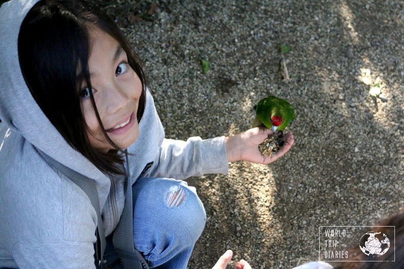 Feeding wild birds in NZ with kids is easily done in Otorohanga Kiwi House!