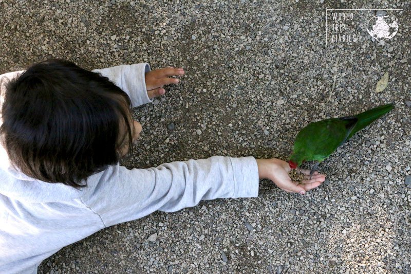 How not to love when a place lets you participate in an activity - without any extra charge. We were given bird food during the feeding time so we could try it out! Fun!