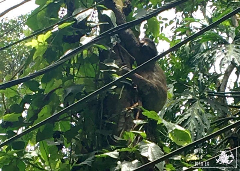 A three-toed sloth in Punta Uva, Costa Rica. We learned how to find them on the trees and they are, actually, fun!