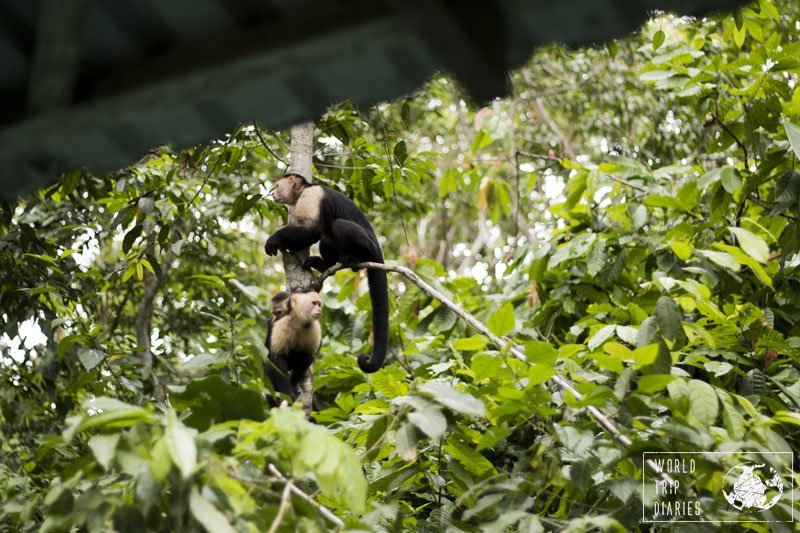 The white-faced capuchins were smart monkeys and capable of opening fridges, boxes, and backpacks. Watch out for your belongings!