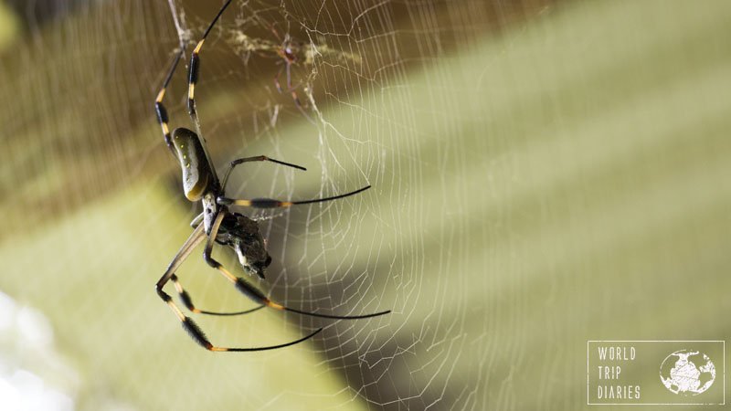 The golden orb spiders are very big, and yet, gentle creatures. There were many of them in Punta Uva and we enjoyed thoroughly watching them do their stuff.