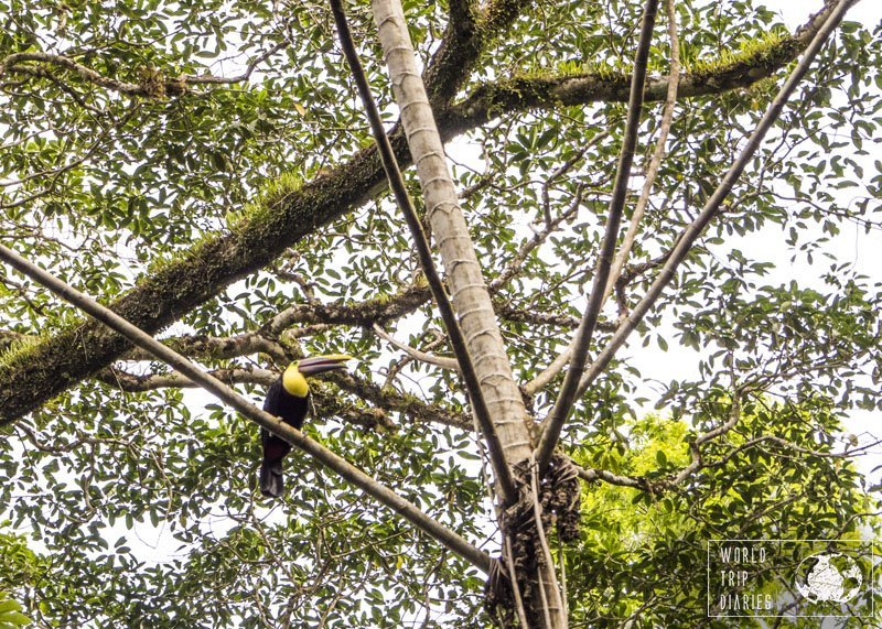 Toucans were the biggest birds we saw flying around the house in Punta Uva. The kids had fun bird watching.