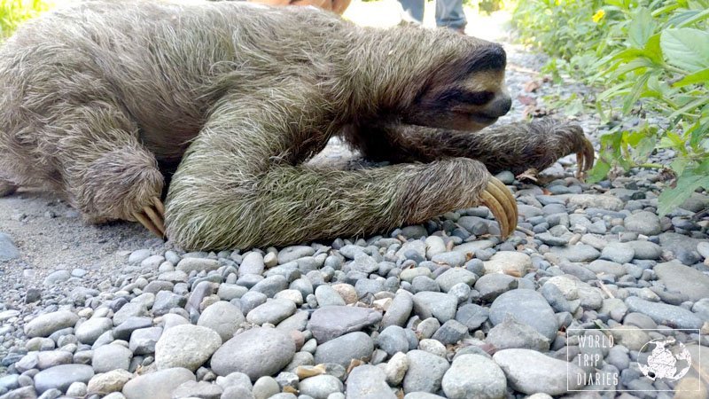 Sloths are present in Punta Uva and we encountered 2! The kids loved them!