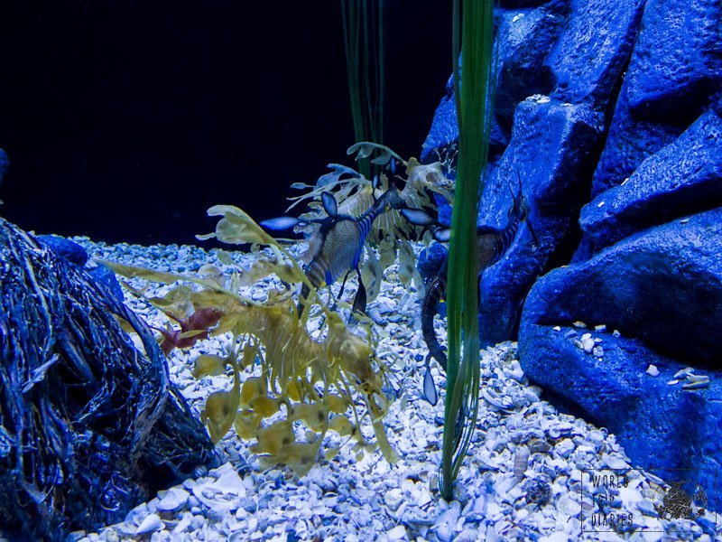 Aquarium du Quebec is a great outing for all the family. There are outside green areas, playgrounds, and food trucks! All besides the fishes!