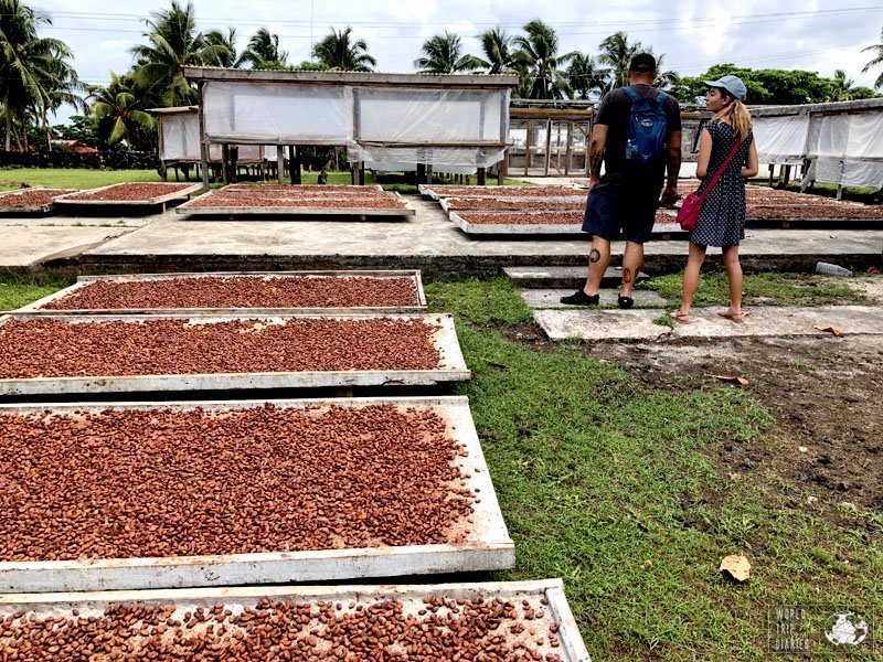 Cocoa beans laid on trays, drying under the Samoan sun. Watching the process of the making of cocoa was very interesting! Click for more!