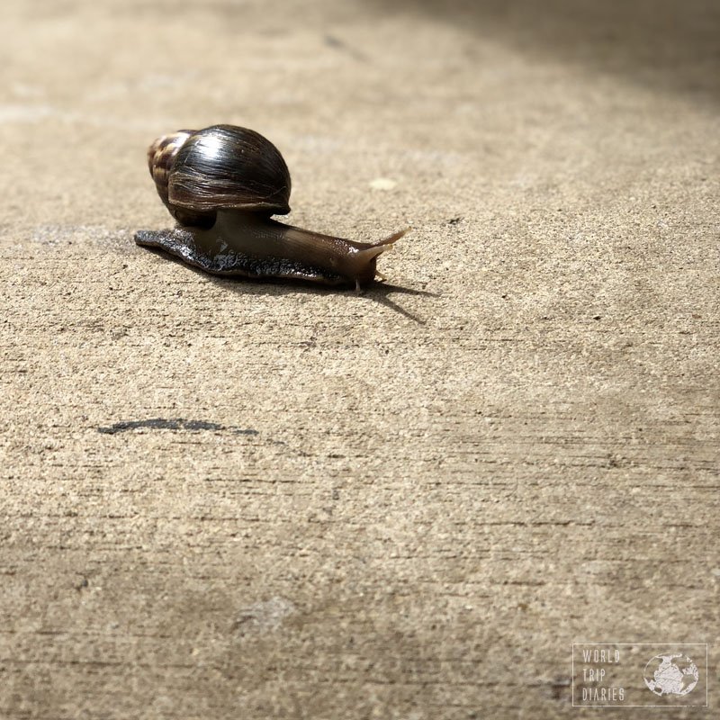 A snail in a hotel in Samoa. If you don't like these creatures, then maybe Samoa isn't for you!