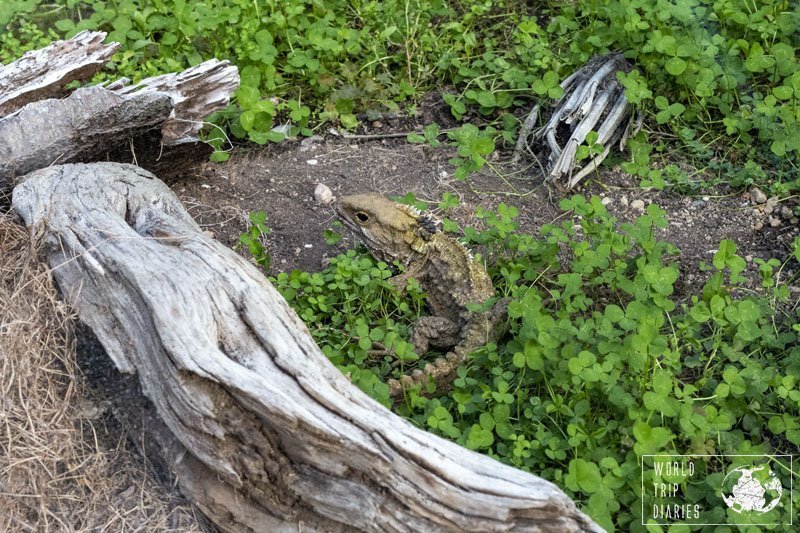 A tuatara at Invercargill Queens Park. They have a tuatara research and breeding centre there, and so, many of those little lizards. 