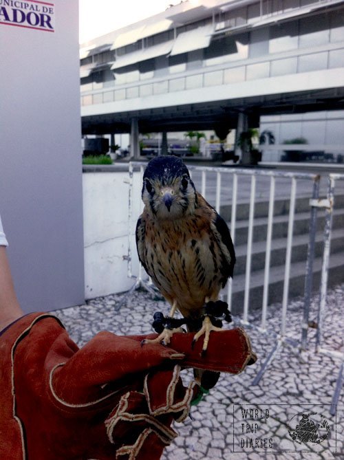 falcon handling