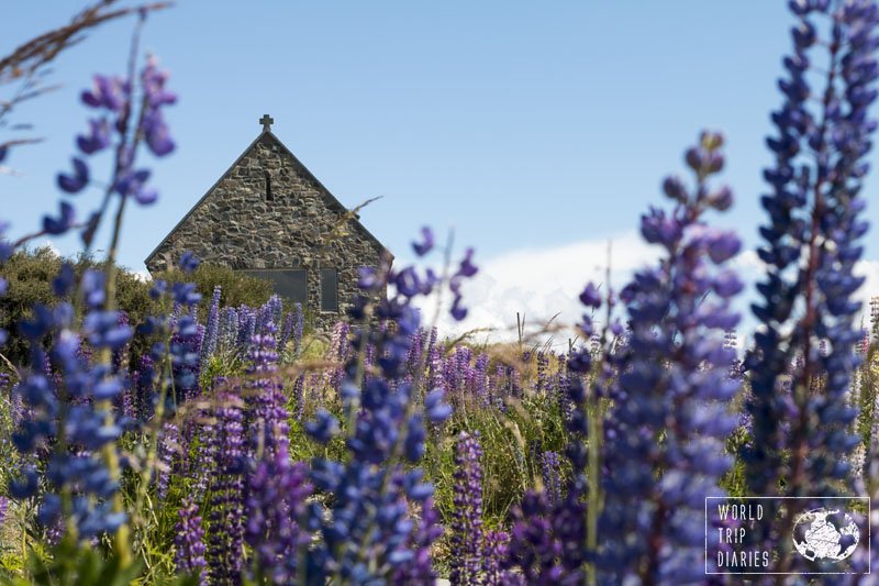 The lupins around Lake Tekapo, the blue waters, and the small church make the place a perfect destination for photographers!