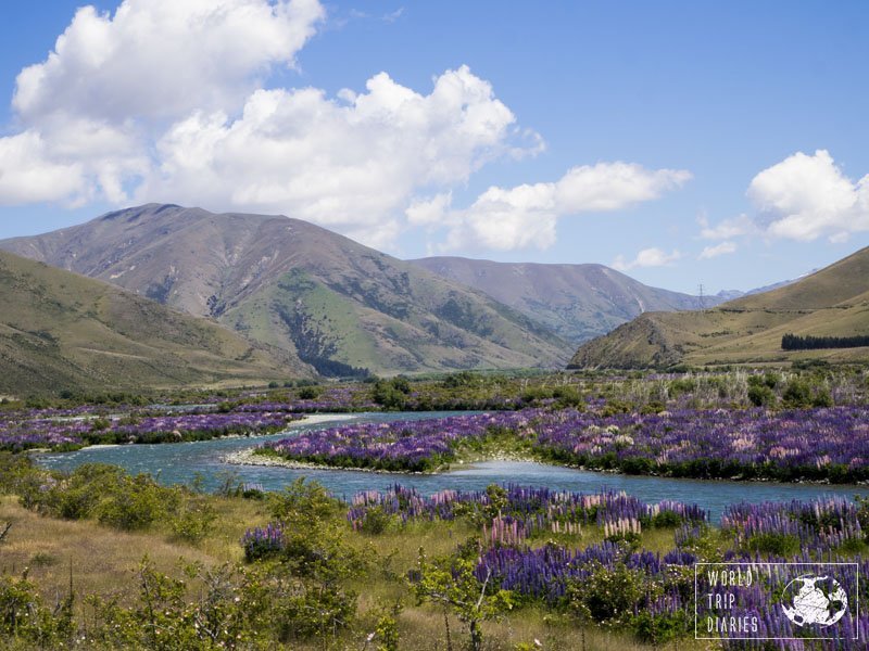 In NZ's South Island, lupin flowers grow everywhere. They're even more famous around the blue waters of lakes and rivers of the Southern Lakes region. We visited it with our kids! Click to find out more!