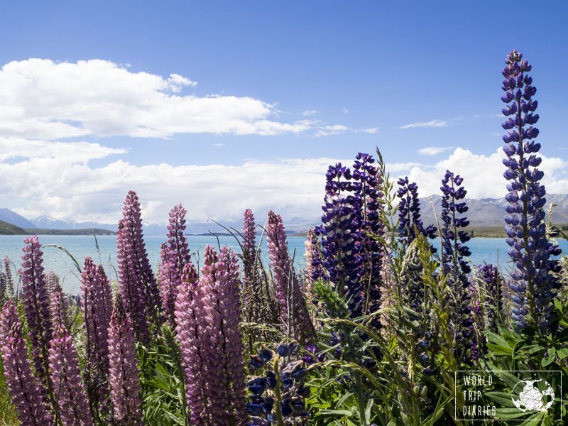 The colors of the lupins compliment the blue of the Lake perfectly. Lake Tekapo (NZ) and the lupin flowers are picture perfect.
