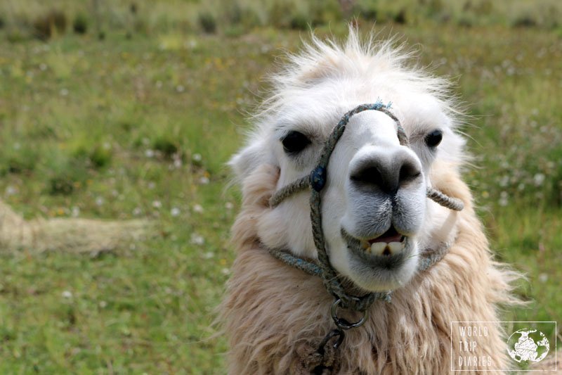 llama tiahuanaco tiwanaku bolivia