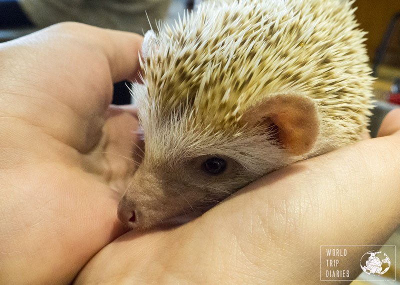 A tiny hedgehog in the hands of kid-2 in a hedgehog café in Harajuku, Tokyo. It was one of the highlights of our trip to Tokyo.