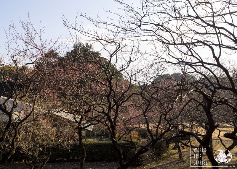 A tree filled with pink blossoms in Shinjuku Gyoen Park, in Tokyo. Peace, quiet, and beauty: everything in one place.