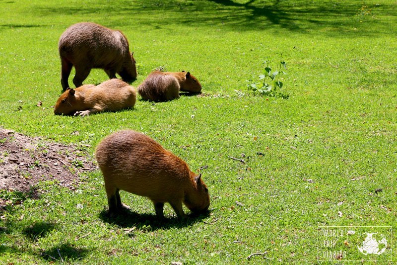 Baby Capybara, High Park, Toronto, Canada