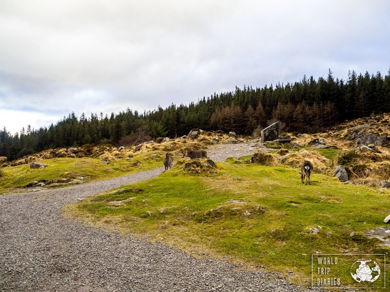 Killarney National Park, in Ireland, is awesome! Stunning landscape and the wildlife! Perfect! Click for more!