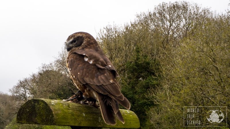 Cardiff is home to many family-friendly attractions, including the Welsh Hawking Centre. Click for more!