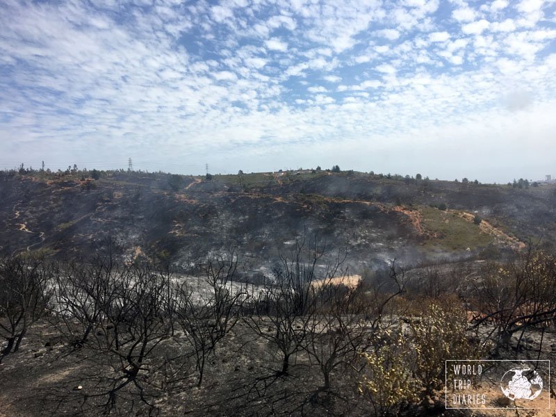 fire forest vina del mar chile